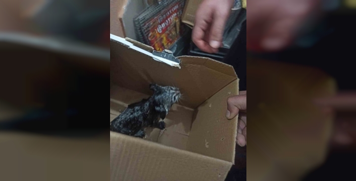 Siirt’te lavabo borusuna sıkışan yavru kedi kurtarıldı