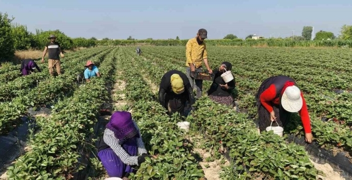 Silifke çileğinde hasat dönemi sona eriyor, yaylalar için hazırlıklar başlıyor