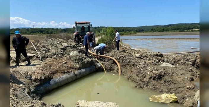 Sinop'ta sulama hattı patladı, çeltik üreticileri isyan etti