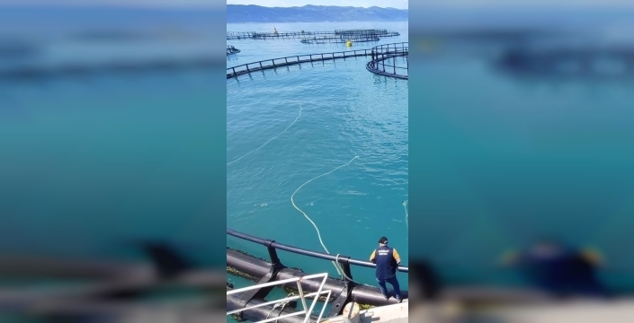 Sinop'ta Türk somonu üretiminde denetimler hız kesmeden devam ediyor
