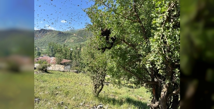 Şırnak arıları coştu: Bu yıl bal bereketi şimdiden hissediliyor