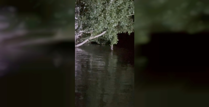 Sivas'ta balık ağaca tırmandı, herkesi güldürdü