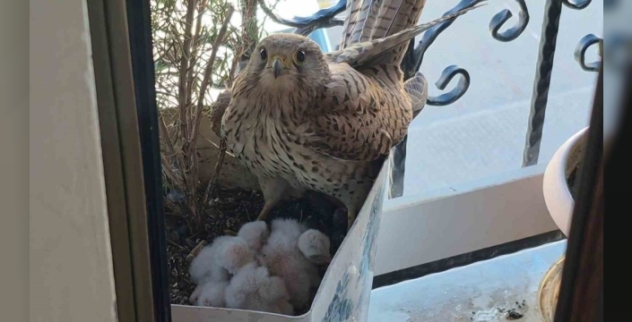 Sivas'ta balkon saksısında yumurtlayan kerkenez, yaban hayatını evlere taşıdı