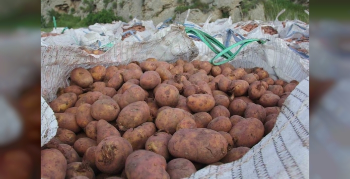 Sivas’ta patates ekim sezonu başladı, hedef 75 bin ton hasat