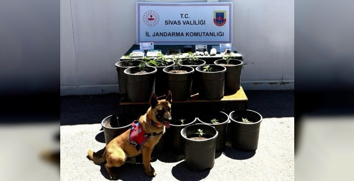 Sivas'ta saksıda uyuşturucu fidanı ele geçirildi