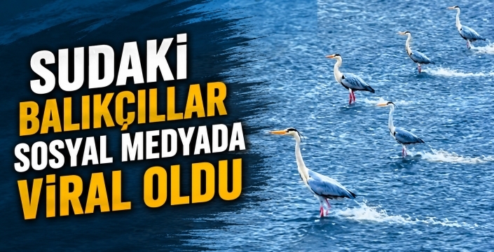 Sudaki balıkçıllar sosyal medyada viral oldu