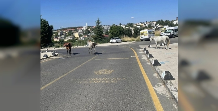 Süleymanpaşa'da başıboş atlar mahalle sakinlerini endişelendiriyor