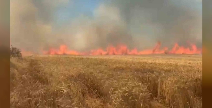 Süleymanpaşa'da sigara keyfi, buğday tarlasını kül etti