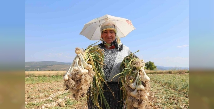 Taşköprü sarımsağı: Markalaşma ve katma değer atağı başlıyor