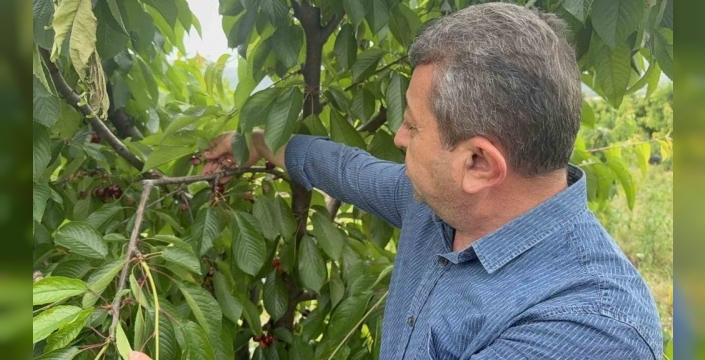 Yağmur bereketi kabusa döndü: Arılar çalışamayınca meyveler dökülme tehlikesiyle karşı karşıya kaldı!