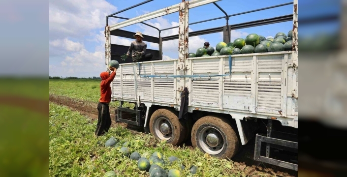 Adana'da karpuz hasadında sona gelindi, fiyatlar düşüşte