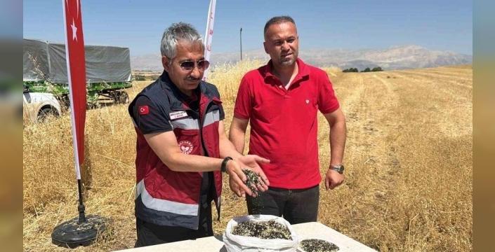 Adıyaman'da çörek otu hasadı başladı, çiftçilerin yüzü güldü