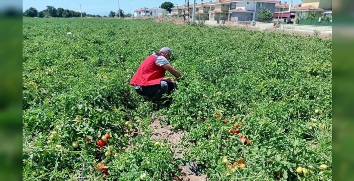 Akhisar'da tarlalarda gözler üzerinde: Hastalık ve zararlılara karşı sıkı takip