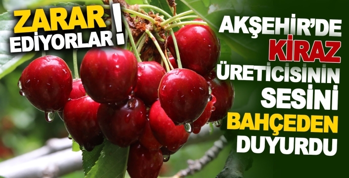 Akşehir’de kiraz üreticisinin sesi sesi oldu: Zarar ediyorlar!