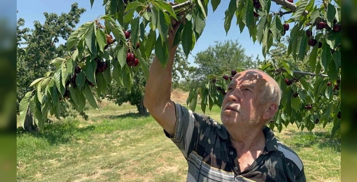 Akşehir ve Sultandağı kirazı rekor kırdı ama kalite düştü!