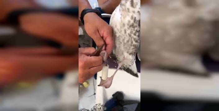 Alanya'da amatör balıkçılar, misina dolanan martıyı kurtardı