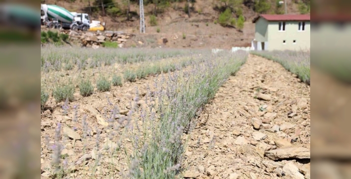 Alanya'da lavanta bahçesinde ilk hasat coşkusu