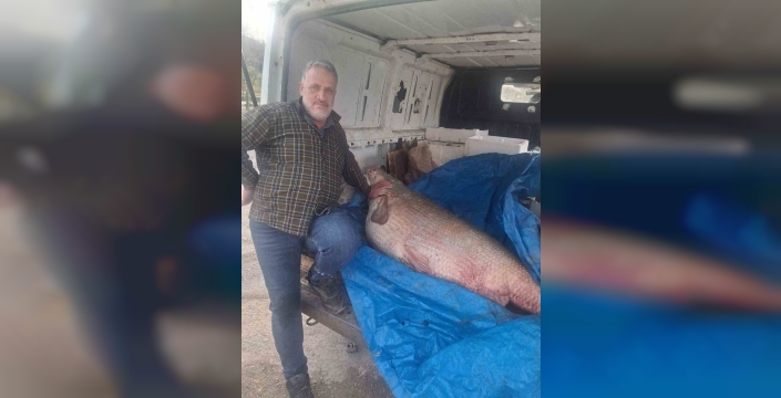 Av yasağı biter bitmez dev turna balığı yakalandı: 130 kiloluk sürprizin kesimi dert oldu