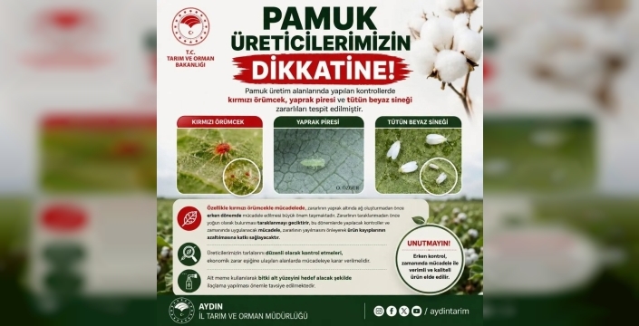 Aydınlı pamuk üreticilerine zararlı uyarısı: Erken mücadele şart!