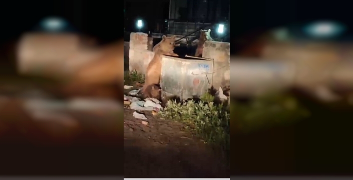 Ayılar türküyle mest oldu: Kars'ta o anlar viral oldu