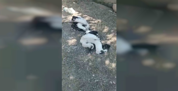 Bahçesindeki leylekleri ölü bulunca yüreği parçalandı: 'Size sahip çıkamadım