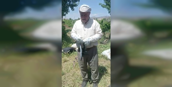 bahçesindeki yılana gösterdiği hassasiyetle takdir topladı