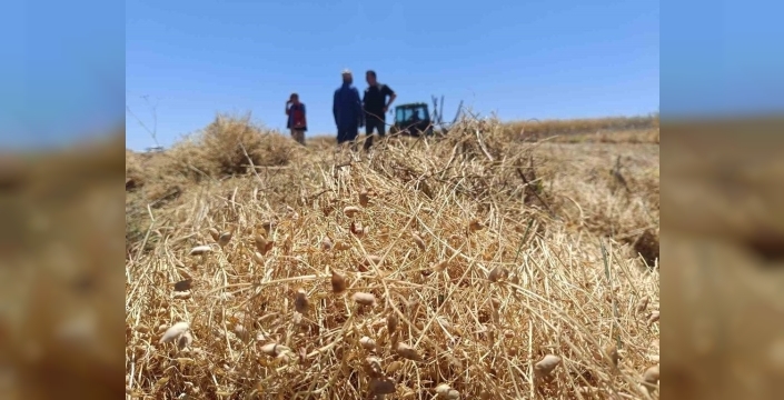 Beyşehir'in kırmızı altını tarladan sofraya: Mercimek hasadı start verdi