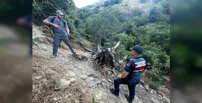 Bilecik'teki ağaç yangını paniğe neden oldu