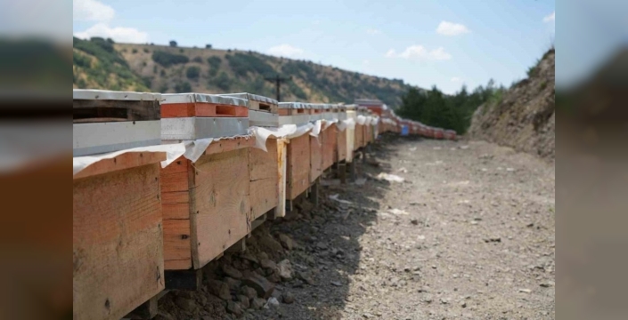 Bin 200 çeşit endemik lezzet: Kanyon balında 4 tonluk rekolte sürprizi!