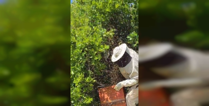 Bingöl'de binlerce arı meşe ağacına kondu, arıcı seferber oldu