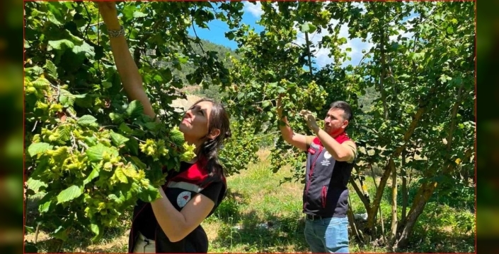 Bolu fındık rekoltesi için sahadan kritik veriler toplandı: 2026 tahmini netleşiyor