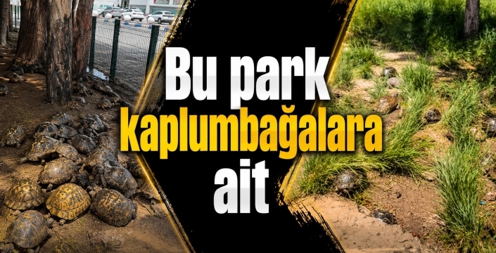 Bu park kaplumbağalara ait
