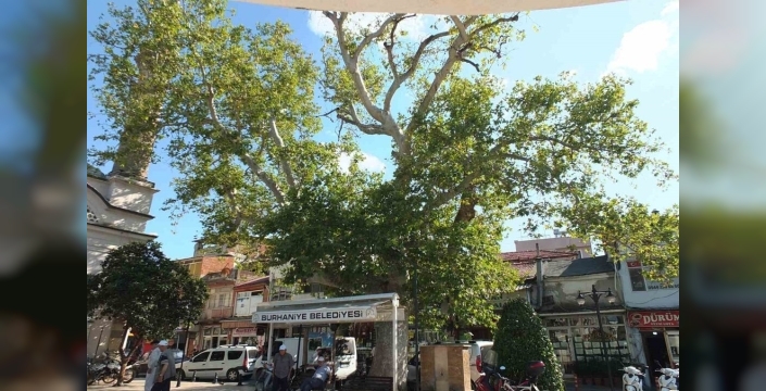 Burhaniye'deki tarihi çınar ağacı, bakıma muhtaç durumda