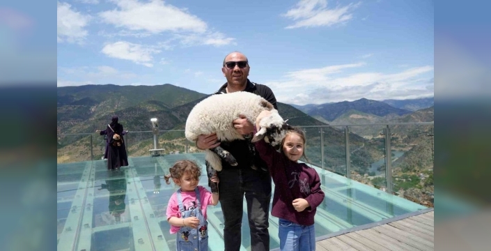 Cam terasta kuzu şovu: 'Pamuk' sosyal medyayı salladı!