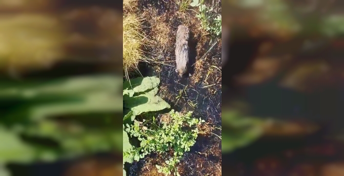 Çiftçinin köstebek sandığı çıktı, meğer kör fareymiş!