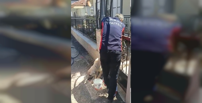 Demir kapıya sıkışan köpek, itfaiye ekiplerince kurtarıldı