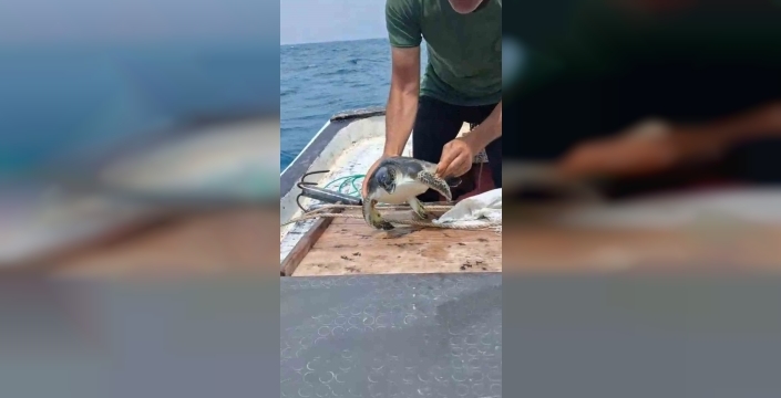 Denizde yaşam savaşı veren kaplumbağayı balıkçı kurtardı, o anlar kamerada!