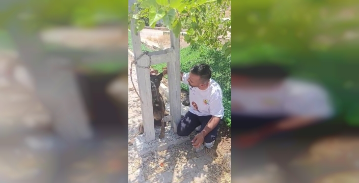 Depremzede ailenin köpeği vahşice katledildi: Elektrik direğine asılı bulundu