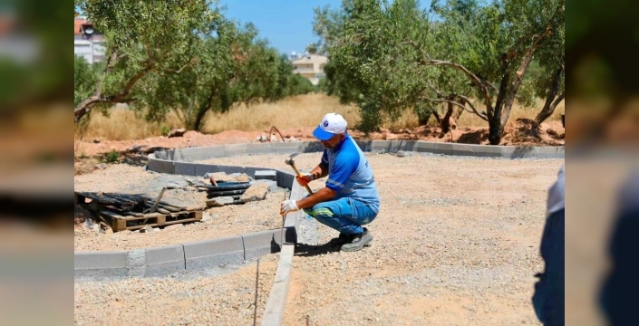 Didim'de zeytinlikler yeşeriyor, yeni yaşam alanı doğuyor!