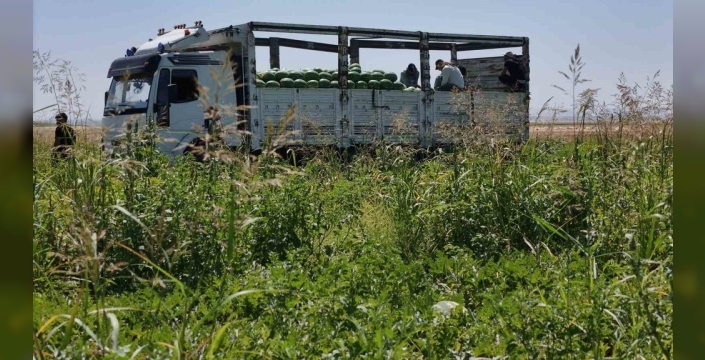 Diyarbakır karpuzu, Karacadağ'ın eşsiz aromasıyla tarlalardan sofralara yolculukta