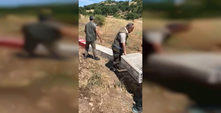 Doğa, kene istilasına karşı kekliklerle donatıldı: Elazığ'da 300 kınalı kuş doğaya salındı