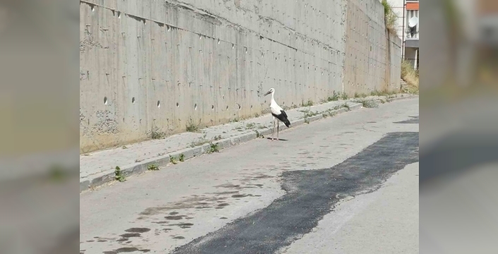 Duyarlı vatandaşlar, yaralı leyleği koruma altına aldı