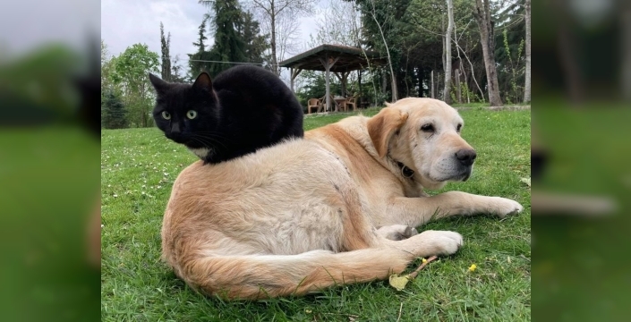 Düzce'den yılın ilk yarısında 787,8 ton kedi ve köpek maması ihracatı yapıldı