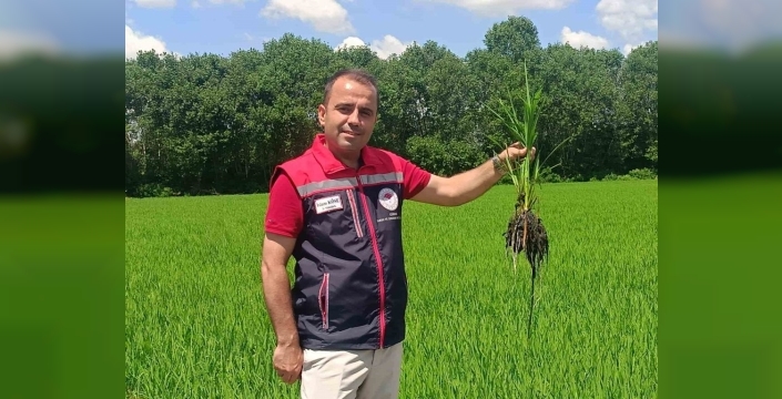 Edirne'de çeltik tarlalarına 'su bereketi': Rekolte 400 bin tonu aşacak, üreticiler umutlu