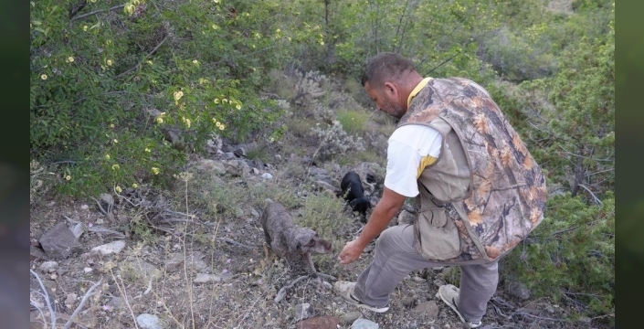 Eğitimli köpekler, trüf mantarının peşinde