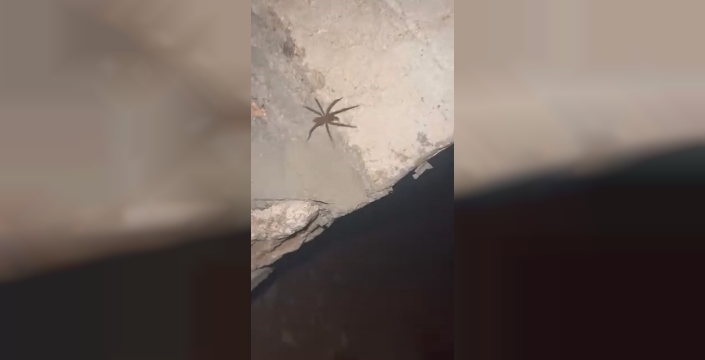 Elazığ'da zehirli sarıkız örümceği alarmı: Dikkat edilmesi gereken tür