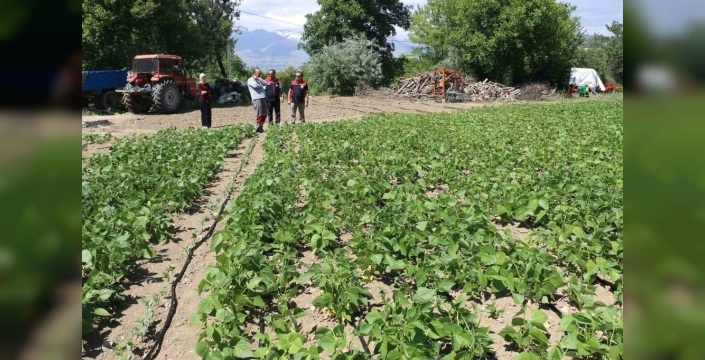 Erzincan'da Işıl-24 kuru fasulyesi üretimi hız kesmeden sürüyor