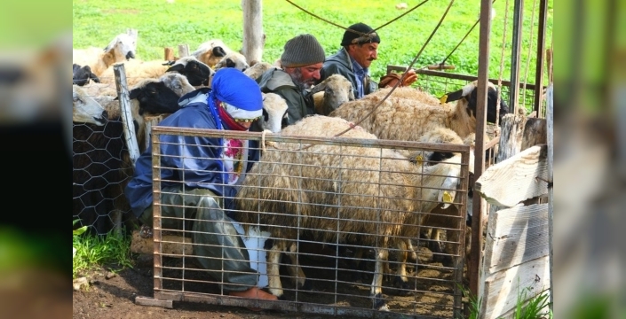 Erzincan tulum peyniri efsanesi yaylalarda yaşamaya devam ediyor