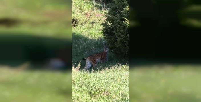 Erzurum'da nesli tükenme tehlikesi altındaki vaşak görüntülendi