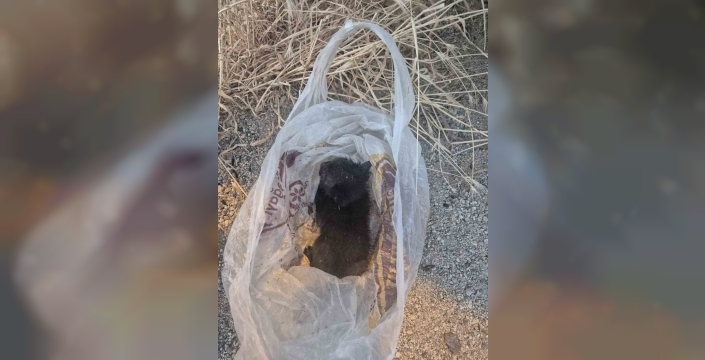 Eskişehir'de yavru kediye akıl almaz eziyet: Bantlı poşette çöpe atıldı
